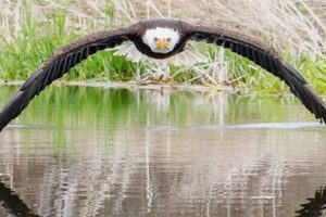 Photographer Stuns The World With Once-In-A-Lifetime Photo Of Bald Eagle