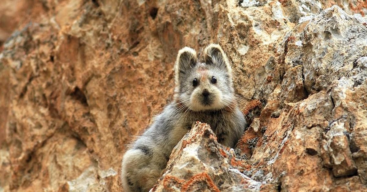 Adorable rare animal known as the ‘magic rabbit’ spotted for the first time in 20 years