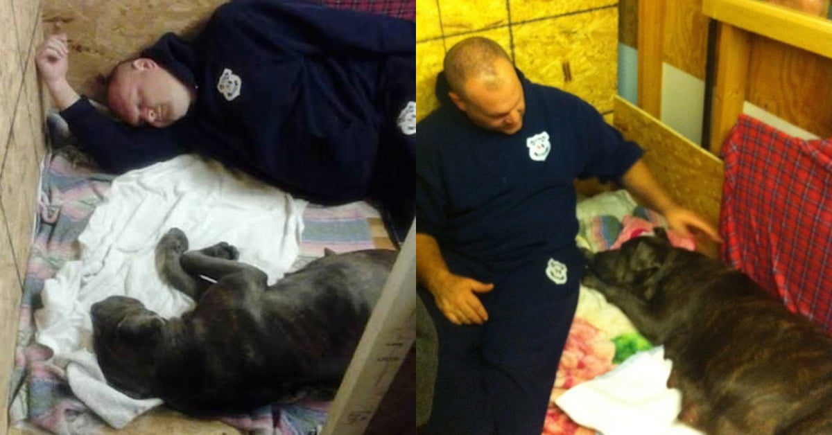 Police officer goes above and beyond the call of duty to save abused pregnant dog