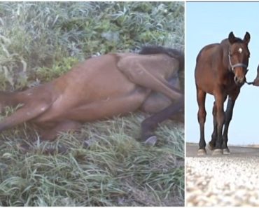 Teenage girl finds dying of starvation horse on her route and walks with the horse 9 miles back home