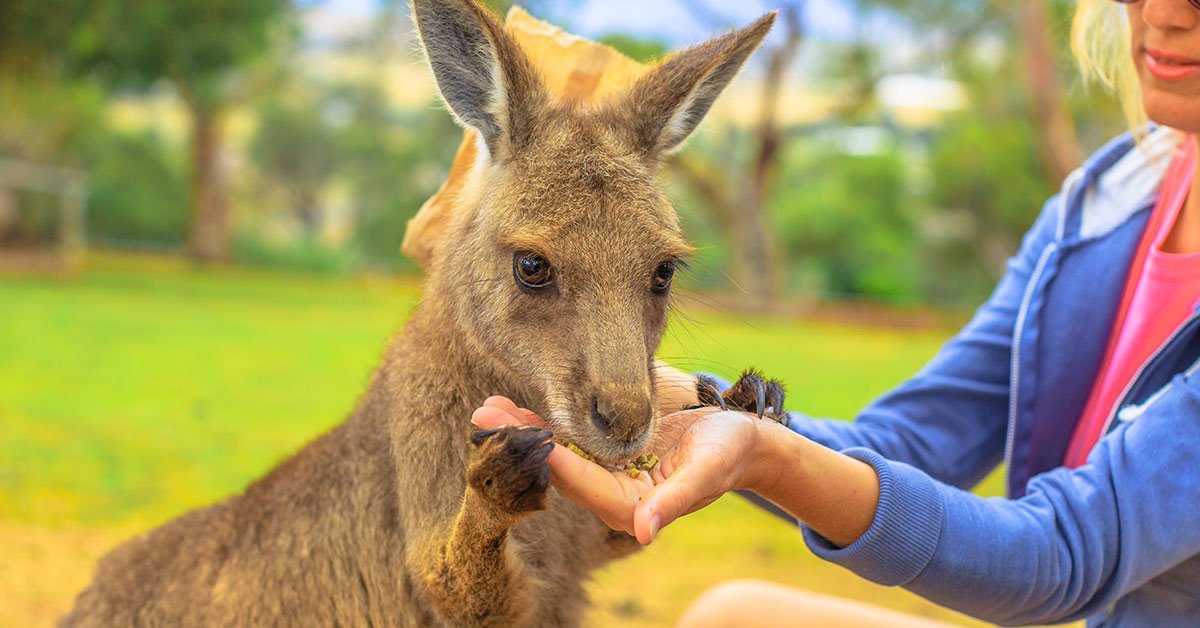 Rescued Kangaroo Gave Her Rescuers the Cutest Cuddles Every Morning