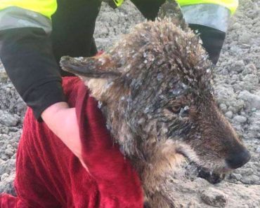 Men save dog from icy river – then realize it’s not dog at all