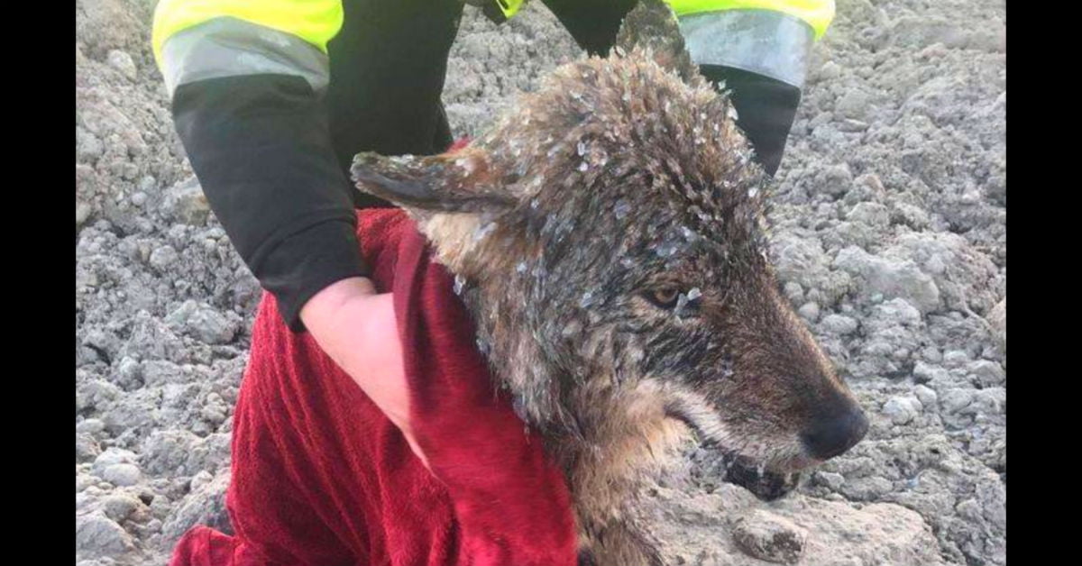 Men save dog from icy river – then realize it’s not dog at all