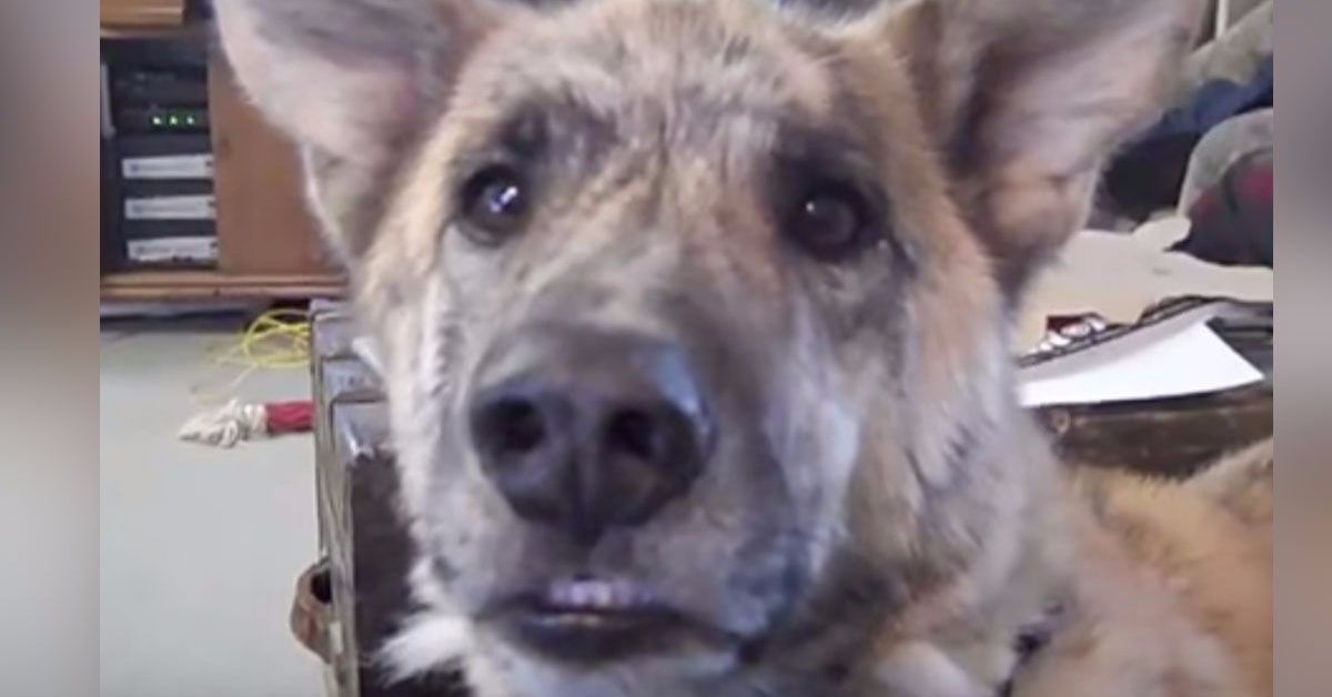 Dog’s answer after dad tells him he gave the treats to the cat earns 200 million views