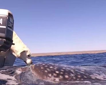 Footages show a Golden retriever and a whale sharing a kiss during a boat trip.