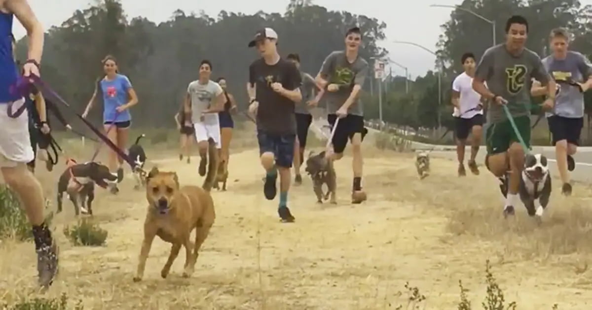 High-school cross country team brings local shelter dogs along on their morning run