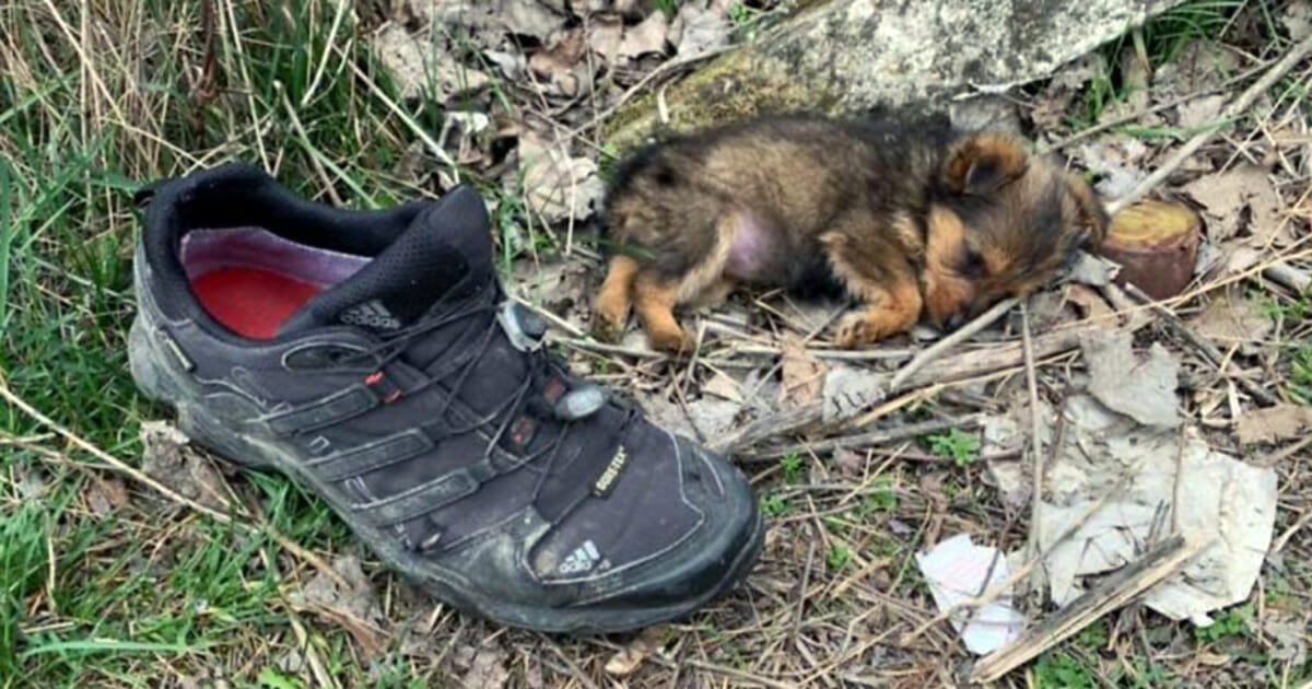 Man rescues stray puppy found living in an old shoe