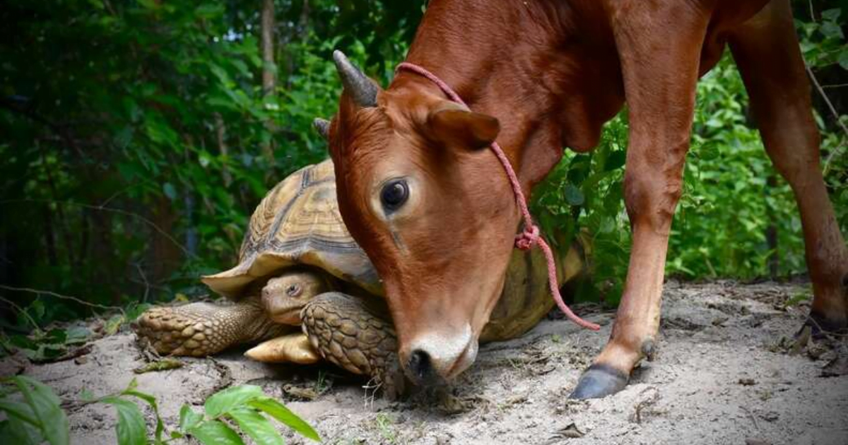 Adorable Baby Cow Who Lost Its Leg Becomes Best Friends With A Giant Tortoise