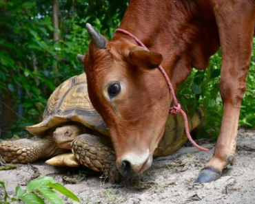 Adorable Baby Cow Who Lost Its Leg Becomes Best Friends With A Giant Tortoise