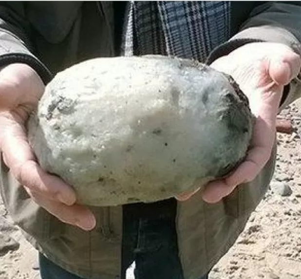 Were walking on the beach when they found something that others thought was a common stone.