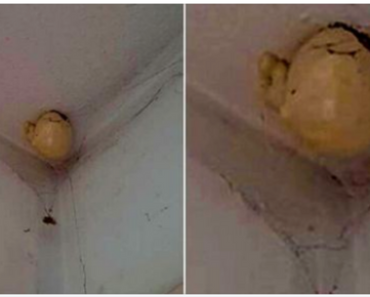 A woman noticed a very strange “egg” on the ceiling of her room and asked on Facebook what is that