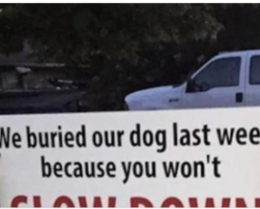 After dog gets hit by car, brutal sign has entire neighborhood talking