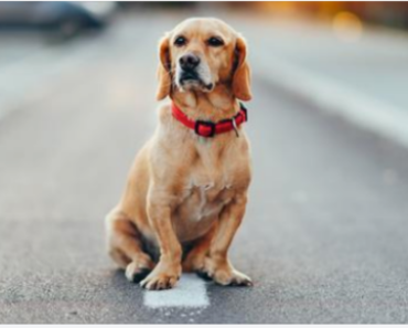 After dog is hit and killed by car, family’s brutal sign has the whole neighborhood talking