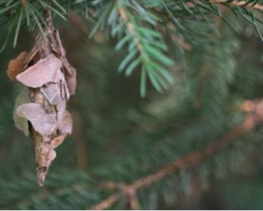 If you see these hanging from your tree, you need to know what it means