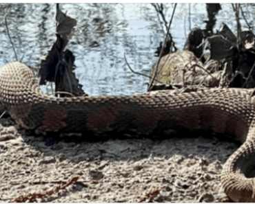 ‘What A Beast!’ Huge Snake Found By Hiker Near South Carolina Creek