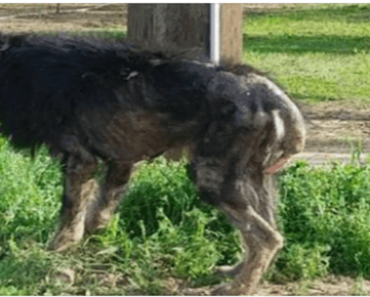 People called the poor dog ‘werewolf’ because they simply didn’t know what kind of animal he was