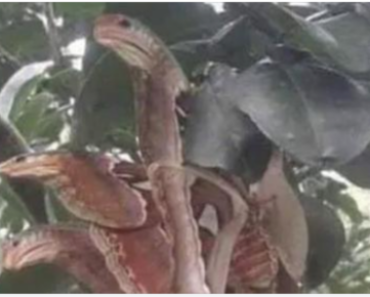 Angry-looking ‘snakes’ spotted lurking in tree, but everything is not as it seemed