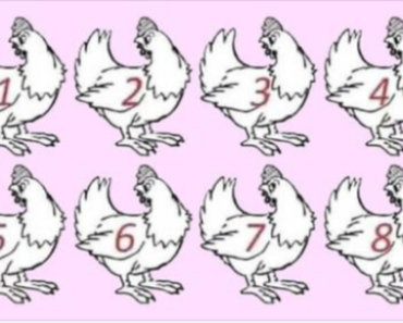 Strickly for the » Genius» Which chicken is different? No winners yet.