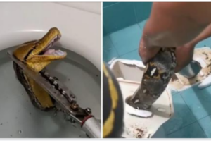 Massive 12-foot python slithers through toilet, startled homeowner