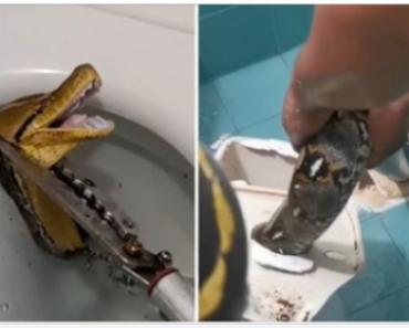 Massive 12-foot python slithers through toilet, startled homeowner