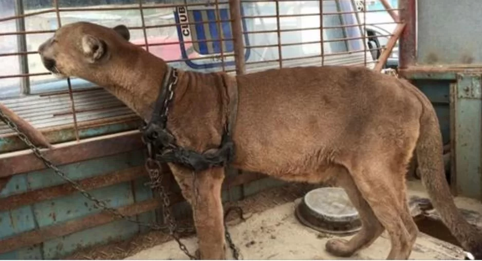 Circus lion was locked up for 20 long years, now watch his reaction when he’s released