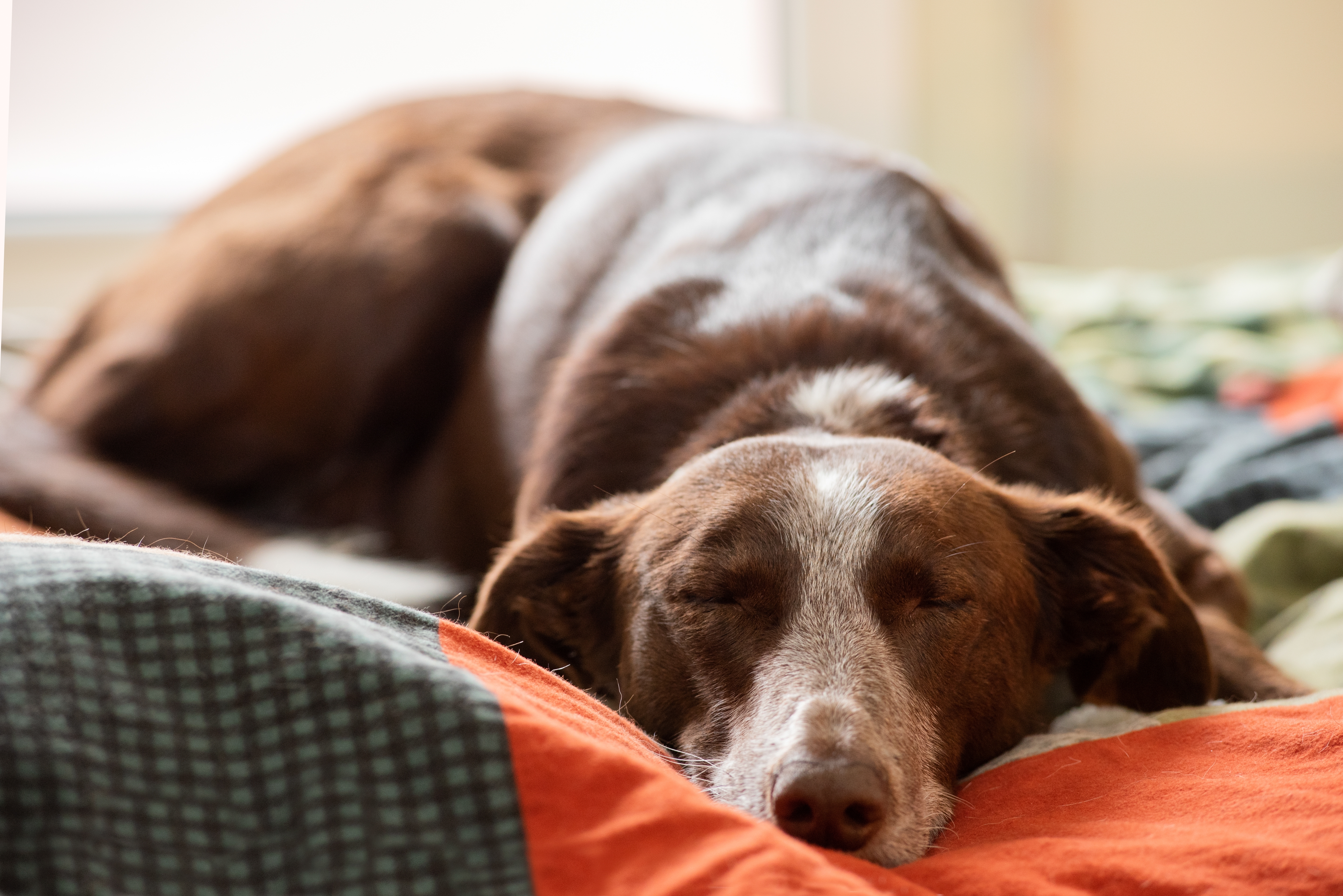 Dog lying in a bed | Source: Shutterstock