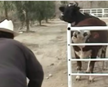 Cow cries constantly for her missing baby, then looks through the fence and loses control