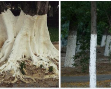 If you spot white-painted trees, you had better know what it means