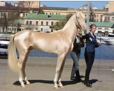 Horse is named the world’s most beautiful, then experts take closer look at its coat and realize the unimaginable