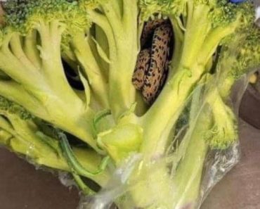 Shocking Encounter: Man’s Horrifying Discovery Inside Bag of Aldi-Bought Broccoli