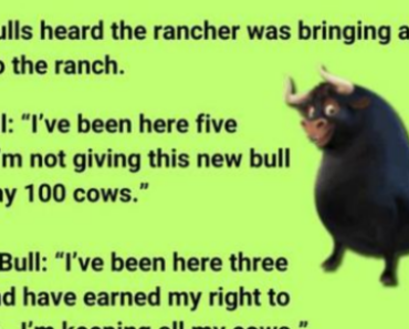 Three Bulls on the Ranch