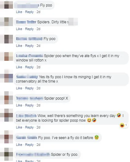 Commenters all agreed that it was indeed, spider poo