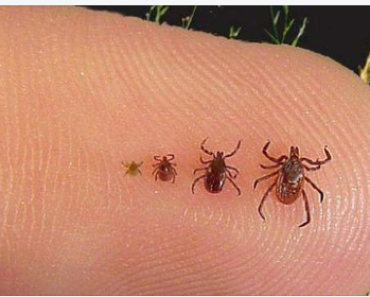 Full Guide On How To Spot, Treat And Get Rid Of Ticks In Your House