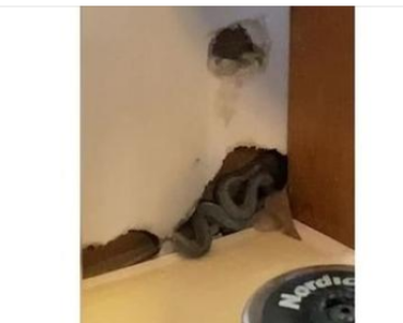 A Mother’s Nightmare: Snakes in the Walls of Her New Home!