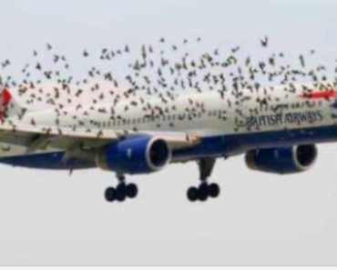 The pilot’s emotional reaction when he discovered why birds were flying alongside the plane