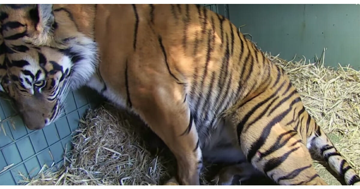 Giving Birth to Two Beautiful Male Tigers