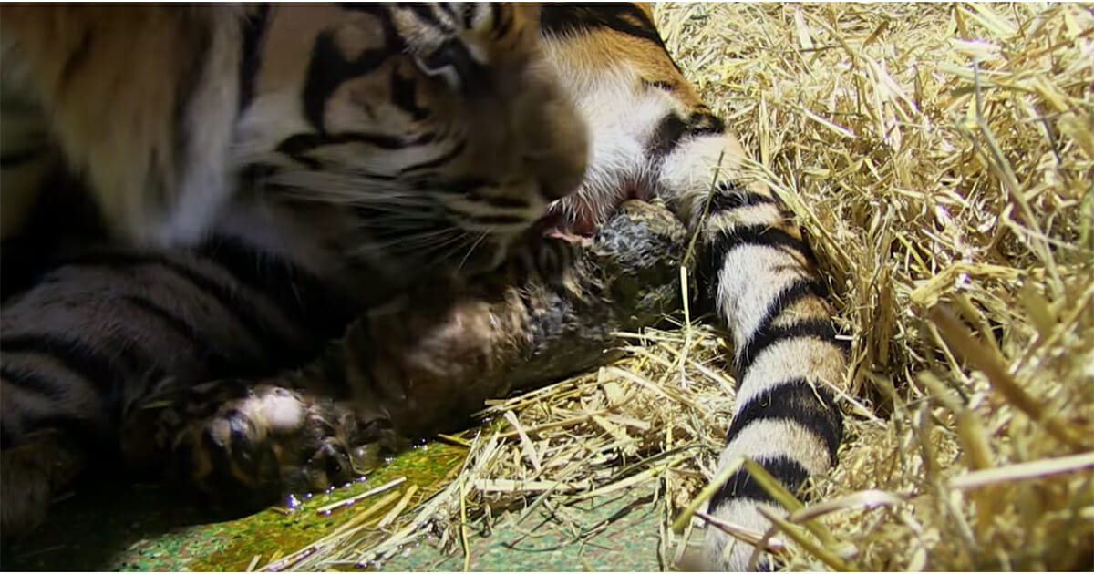 Giving Birth to Two Beautiful Male Tigers