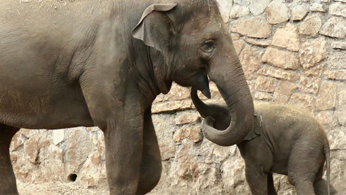 Weeping Elephant