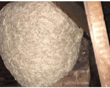 Man Thinks He Found “Hornets” Nest In Attic – Turns Pale When He Realizes What’s Inside