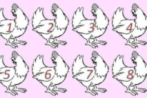 ARE YOU A GENIUS? NO ONE CAN FIGURE OUT WHICH CHICKEN IS DIFFERENT.