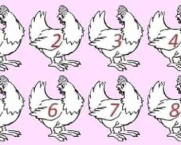 ARE YOU A GENIUS? NO ONE CAN FIGURE OUT WHICH CHICKEN IS DIFFERENT.