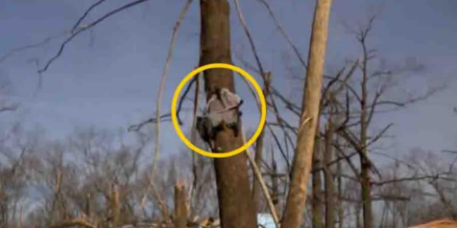 Missing baby found safe in tree after tornado