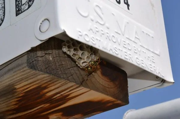 Wasps in Mailbox