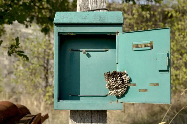 Wasps in Mailbox