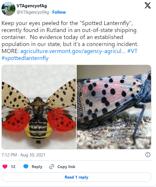 lanternflies