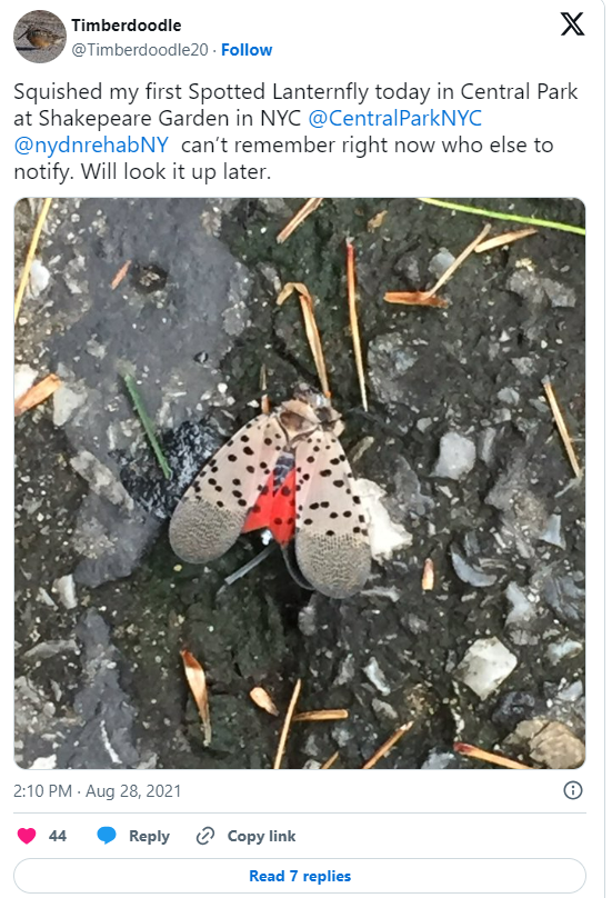 lanternflies