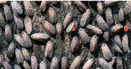 lanternflies