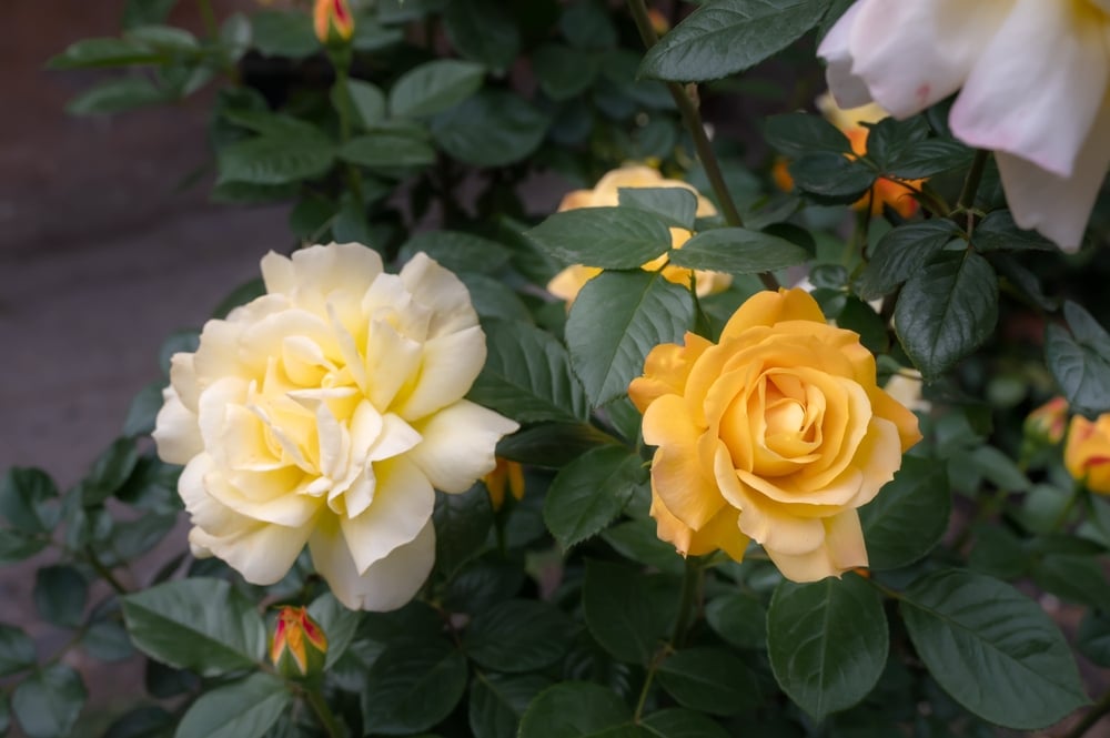 Yellow hybrid tea rose. Blooming two-color bright yellow-white hybrid tea rose variety Kerio. The rose changes color depending on the stage of flower development.