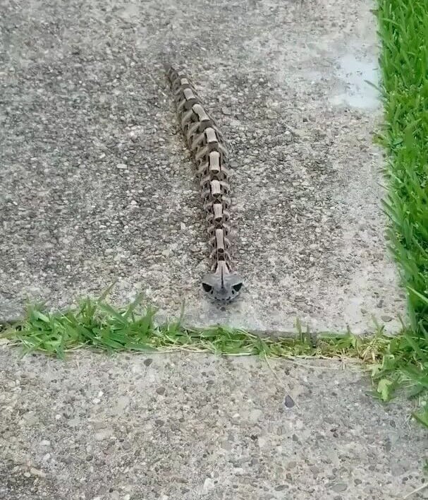 snake skeleton