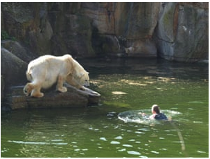 32 years old woman attacked by polar bear in Berlin Zoo